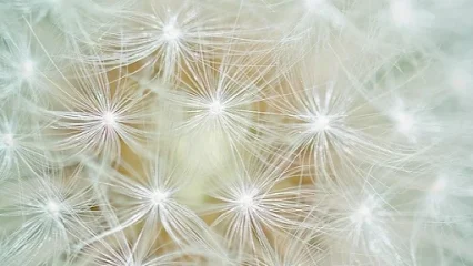 Constelaciones Familiares Molins