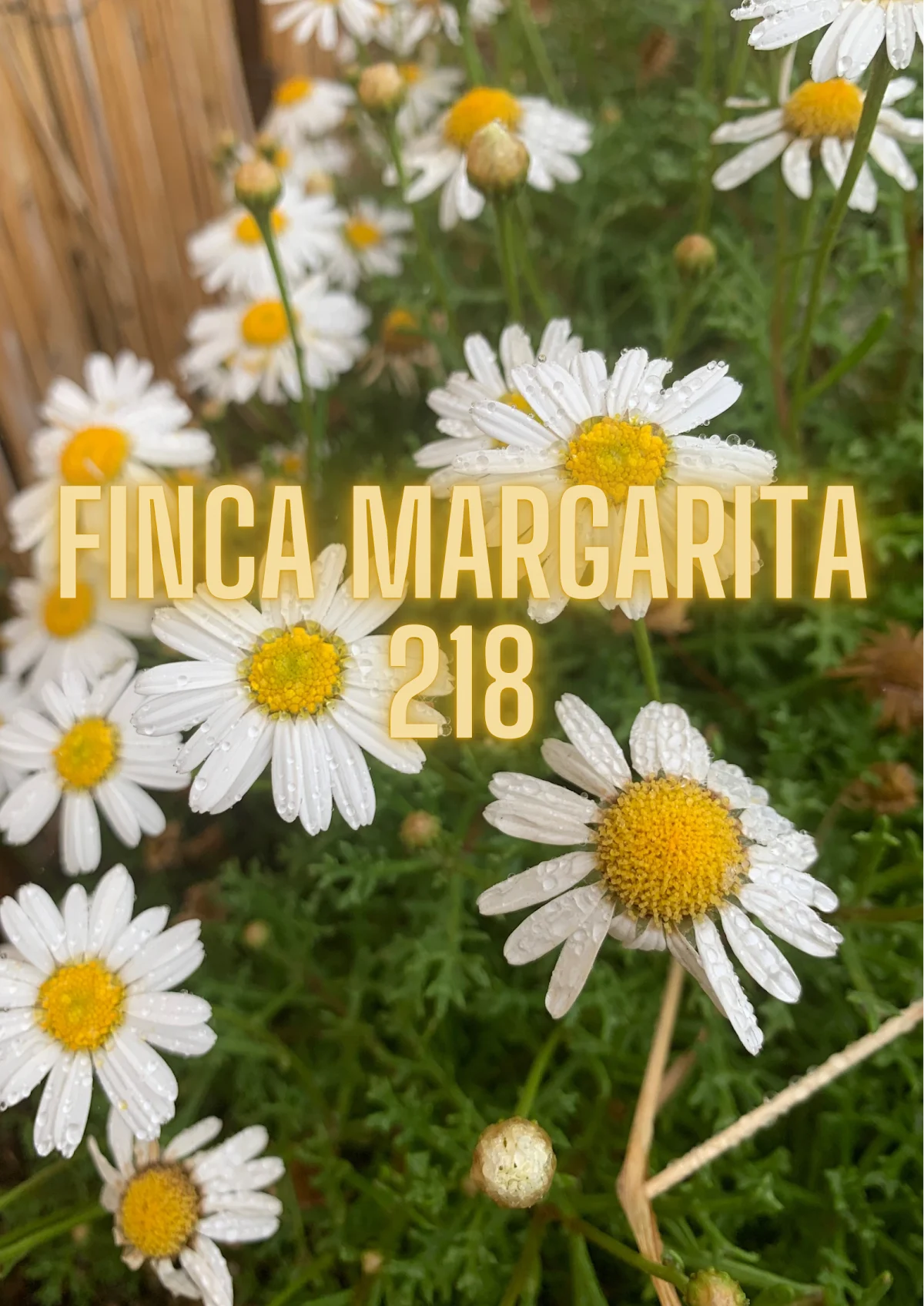 Finca Margarita 218