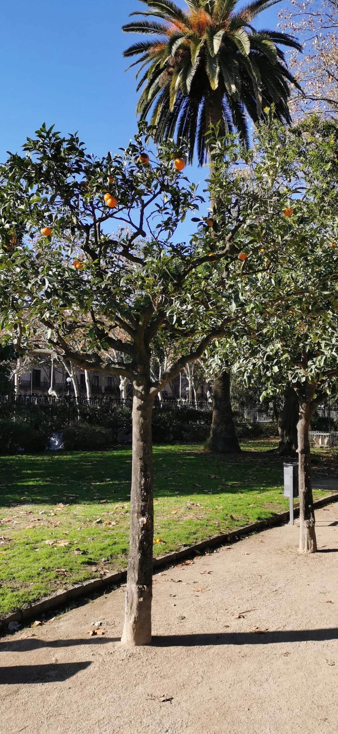 OKEYMAS CEM Parque de la Ciudadela - 8